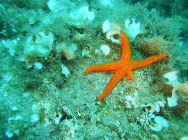  A beautiful starfish 